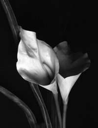 Imogen Cunningham Botanical Portrait