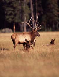 Wildlife Photography Photographing